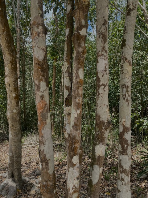 Leaked aamondrako header onlyfans leaked