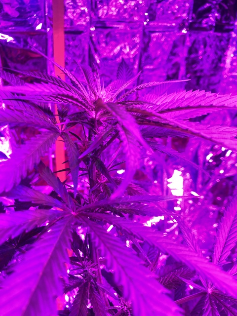 Leaked ababii header onlyfans leaked