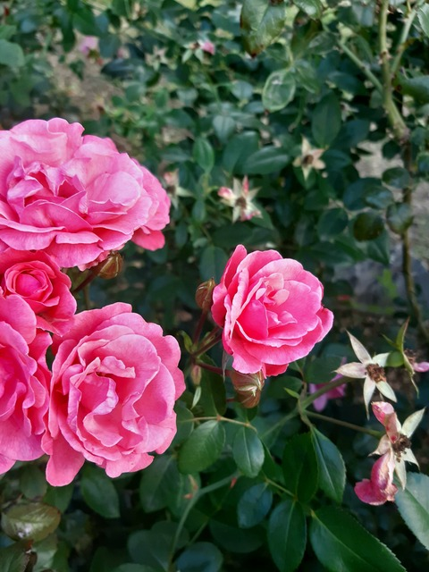 Leaked ailuzp header onlyfans leaked