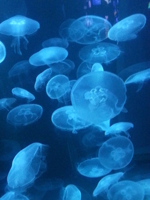 Leaked alex_jellyfish header onlyfans leaked