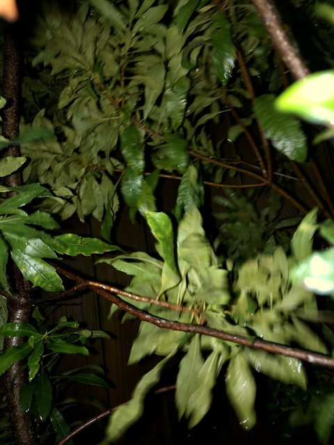 Leaked allhang header onlyfans leaked