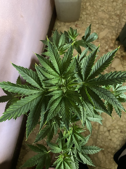 Leaked andreass69 header onlyfans leaked