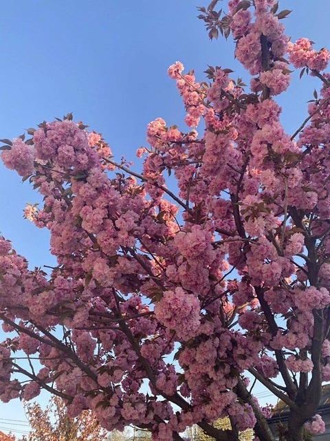 Leaked annayoursexydream header onlyfans leaked