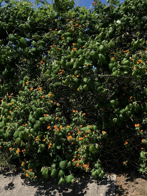 Leaked annlvly header onlyfans leaked