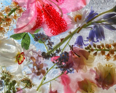 Leaked aralilith header onlyfans leaked