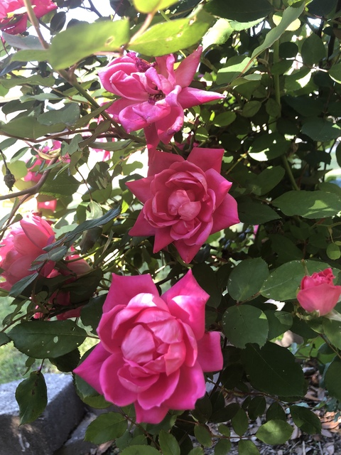 Leaked ardor header onlyfans leaked