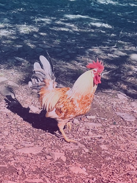 Leaked auburnhairjolene header onlyfans leaked