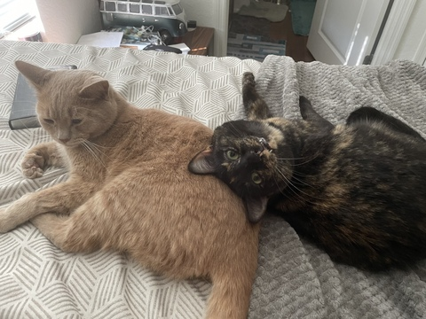 Leaked auburntwitches header onlyfans leaked