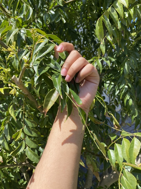 Leaked avalonrosa header onlyfans leaked