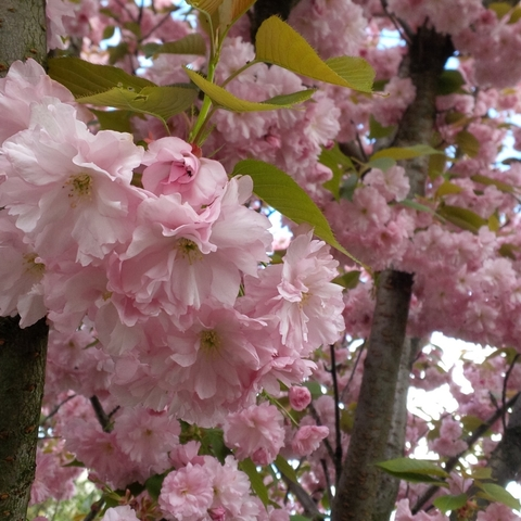 Leaked avecalluna header onlyfans leaked