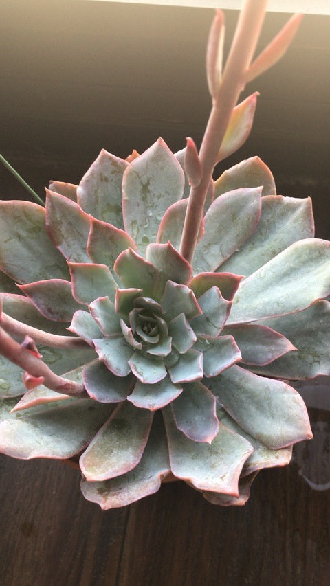 Leaked babecicada header onlyfans leaked