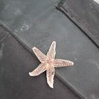 Leaked bellaamira onlyfans leaked