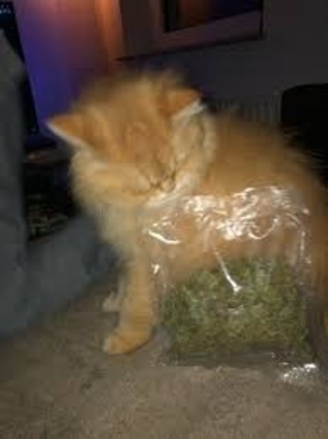 Leaked biblestudygroup69 header onlyfans leaked