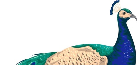 Leaked blindpeacock header onlyfans leaked