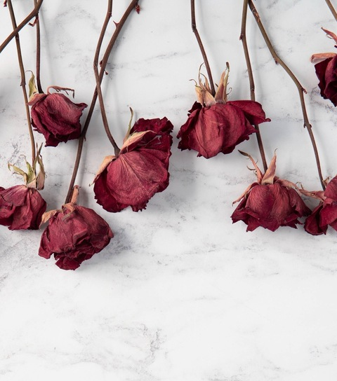 Leaked blossomood header onlyfans leaked