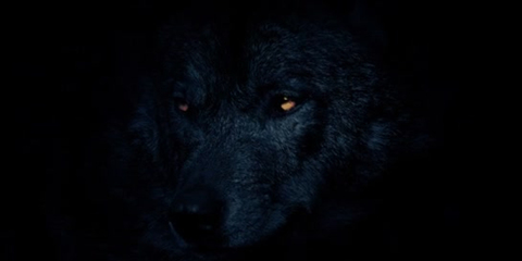 buckthebullxxx (BUCK THE BULL PREMIUM) OnlyFans Leaked Videos and