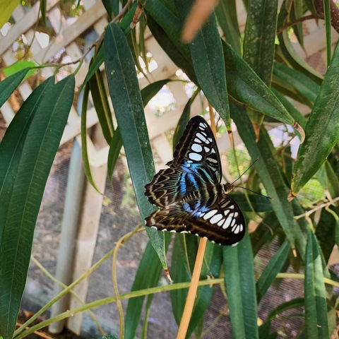 Leaked butterflybabe011 header onlyfans leaked