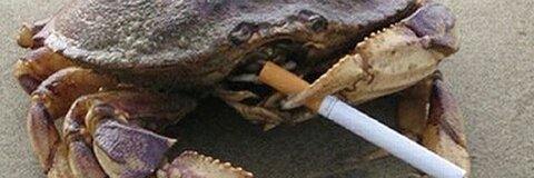 Leaked caprincesssun header onlyfans leaked