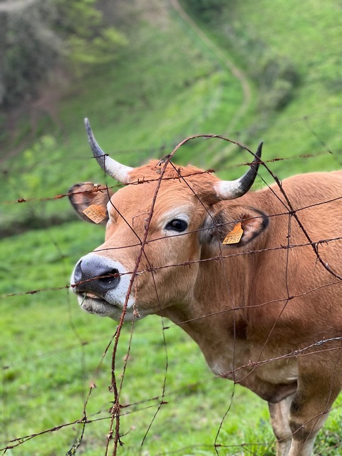 Leaked caritoysuaparato header onlyfans leaked