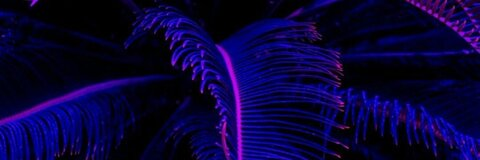 Leaked castaspelli header onlyfans leaked