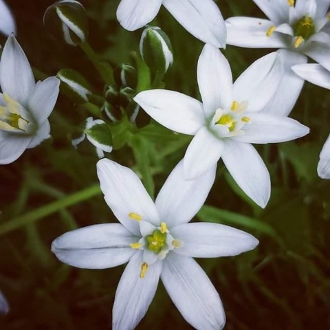 Leaked celestitetheselkie header onlyfans leaked