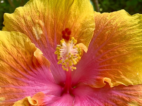 Leaked chandler.noir header onlyfans leaked