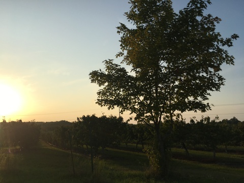 Leaked cherrylp header onlyfans leaked