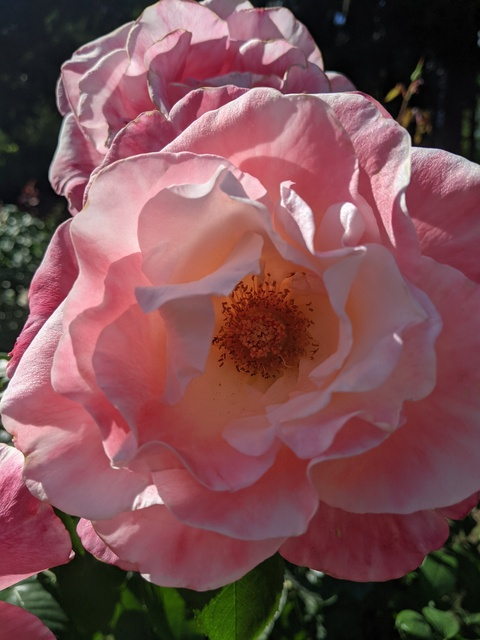 Leaked cityofrosepdx header onlyfans leaked