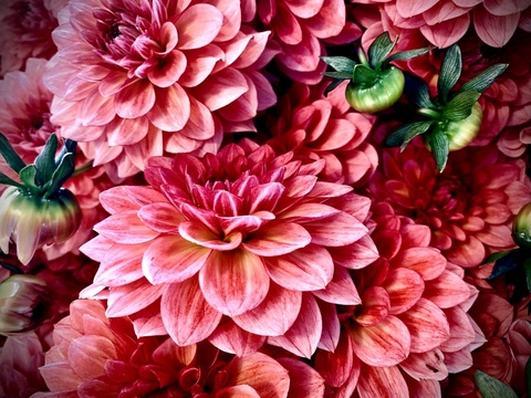 Leaked dah-lia header onlyfans leaked