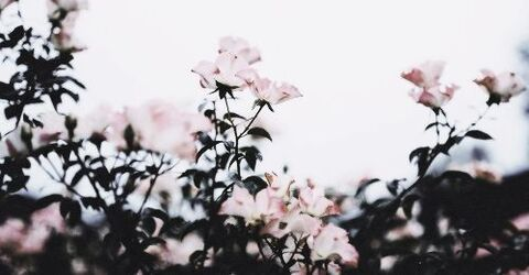 Leaked daisykinz header onlyfans leaked