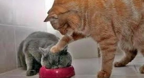 Leaked dandyhidmyphone header onlyfans leaked