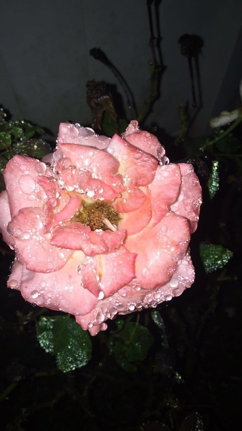 Leaked dreablack_69 header onlyfans leaked