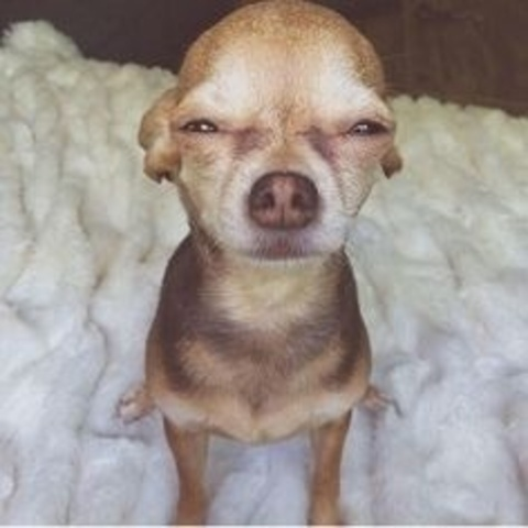 Leaked dummythicc77 header onlyfans leaked