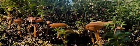 Leaked emlinsgarden header onlyfans leaked