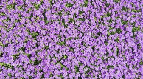 Leaked estefaniaomg header onlyfans leaked