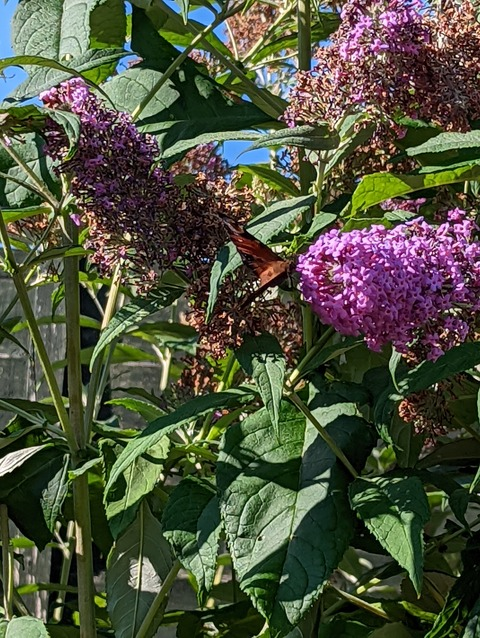 Leaked eve.winter header onlyfans leaked