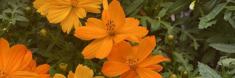 Leaked fadedangel666 header onlyfans leaked