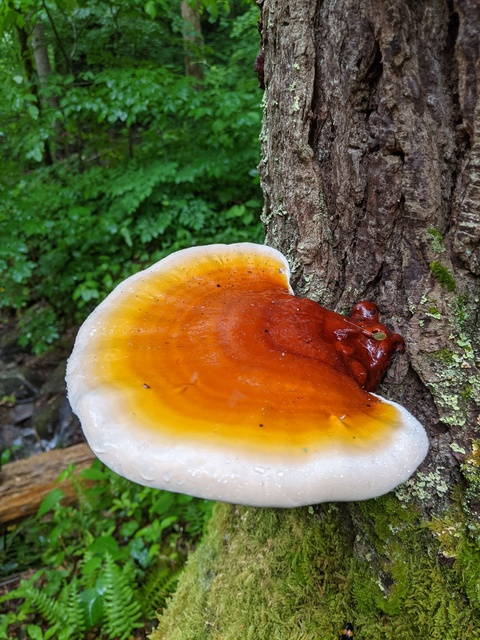 Leaked faeryspores header onlyfans leaked