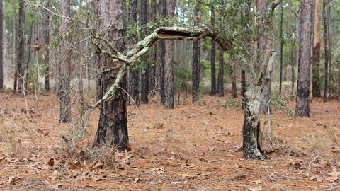 Leaked favoritecheshiregrin header onlyfans leaked