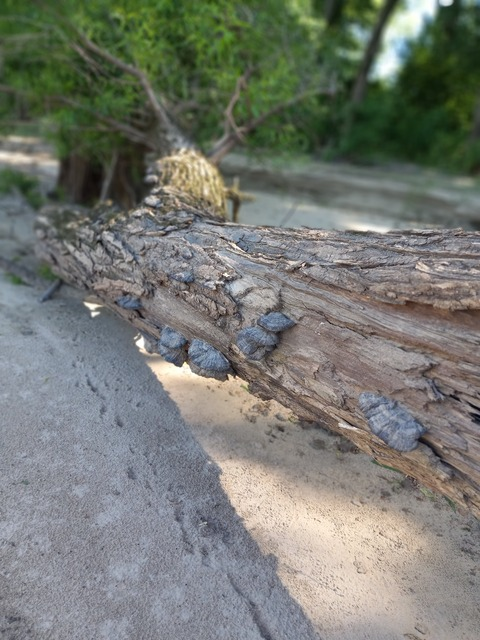 Leaked fetishduchess header onlyfans leaked