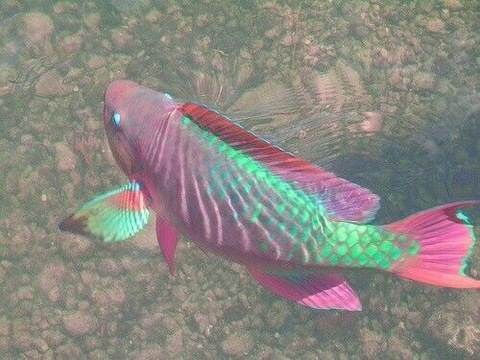 Leaked girl_gaymer888 header onlyfans leaked