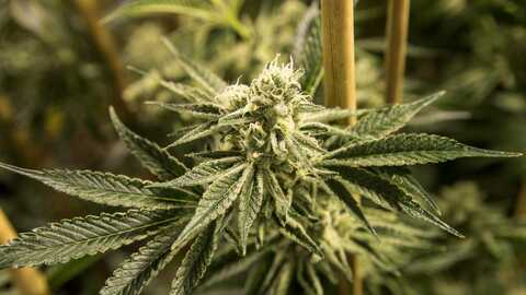 Leaked gruesomedallo header onlyfans leaked