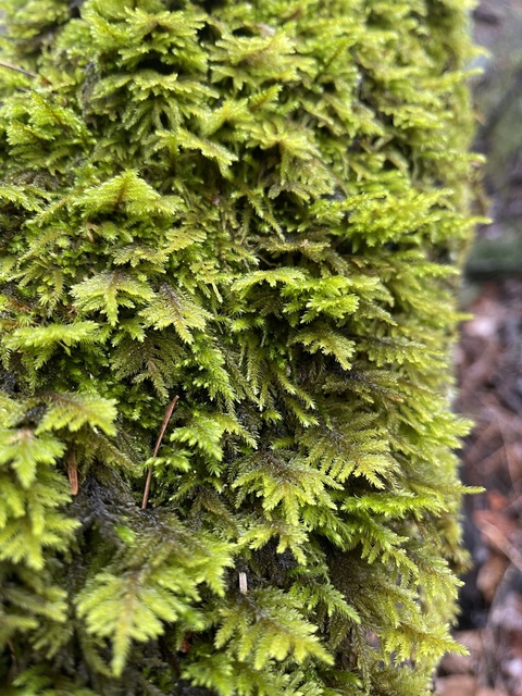 Leaked hazedhales header onlyfans leaked