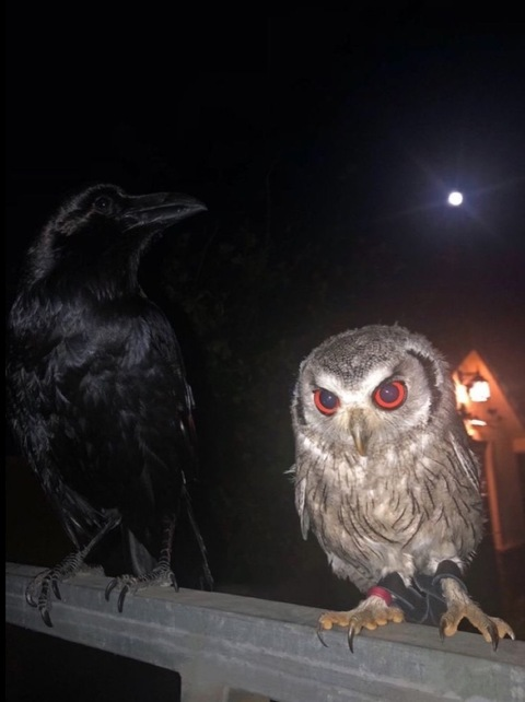 Leaked heartland header onlyfans leaked