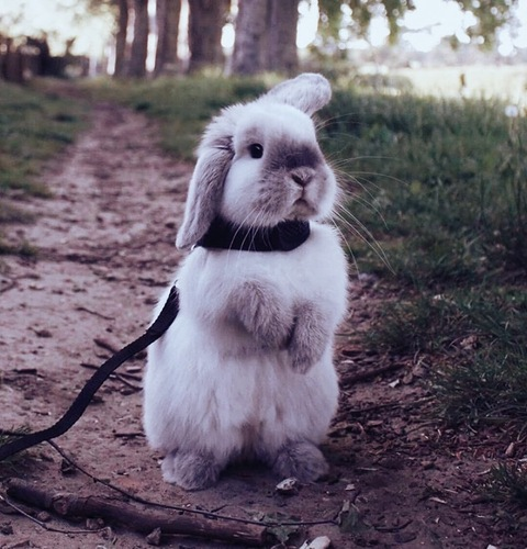 Leaked heidibunny header onlyfans leaked