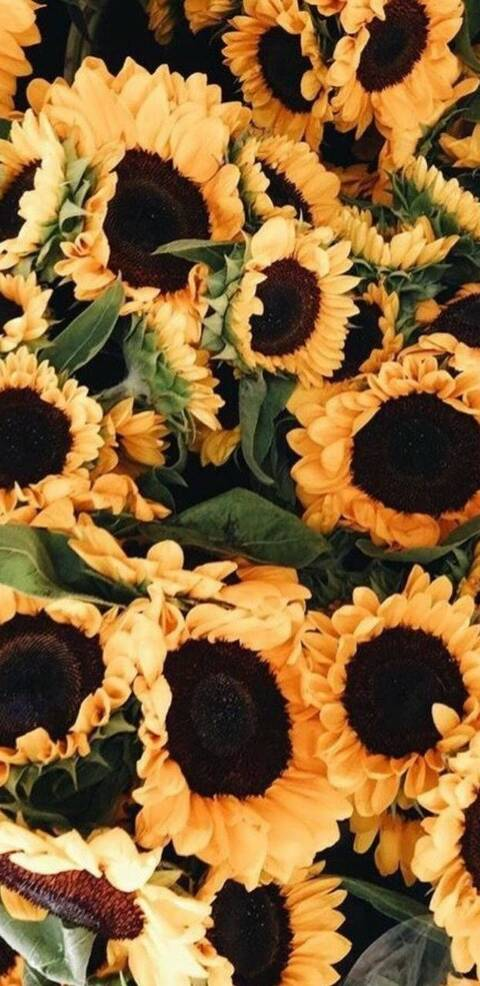 Leaked hippiethiccy header onlyfans leaked