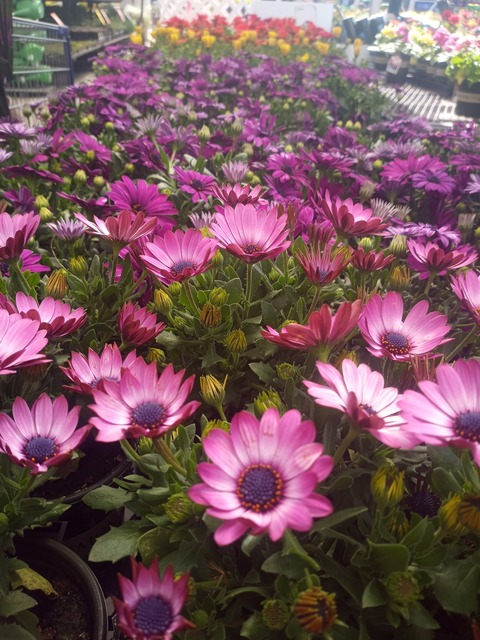 Leaked honeybabe69 header onlyfans leaked