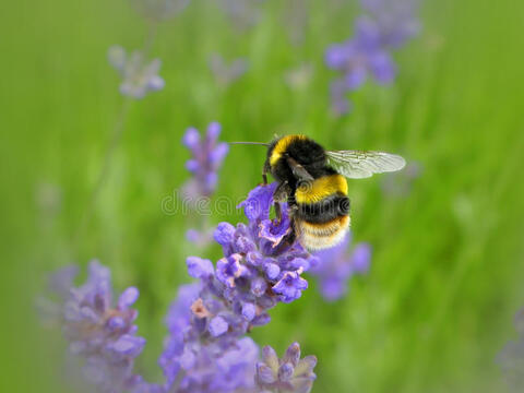 Leaked honeybottoms header onlyfans leaked