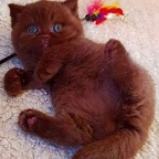 Leaked housekittten onlyfans leaked