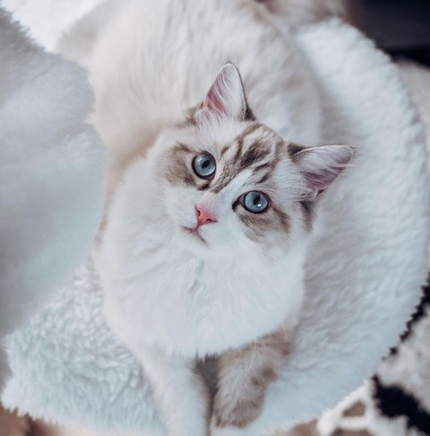 Leaked housekittten header onlyfans leaked